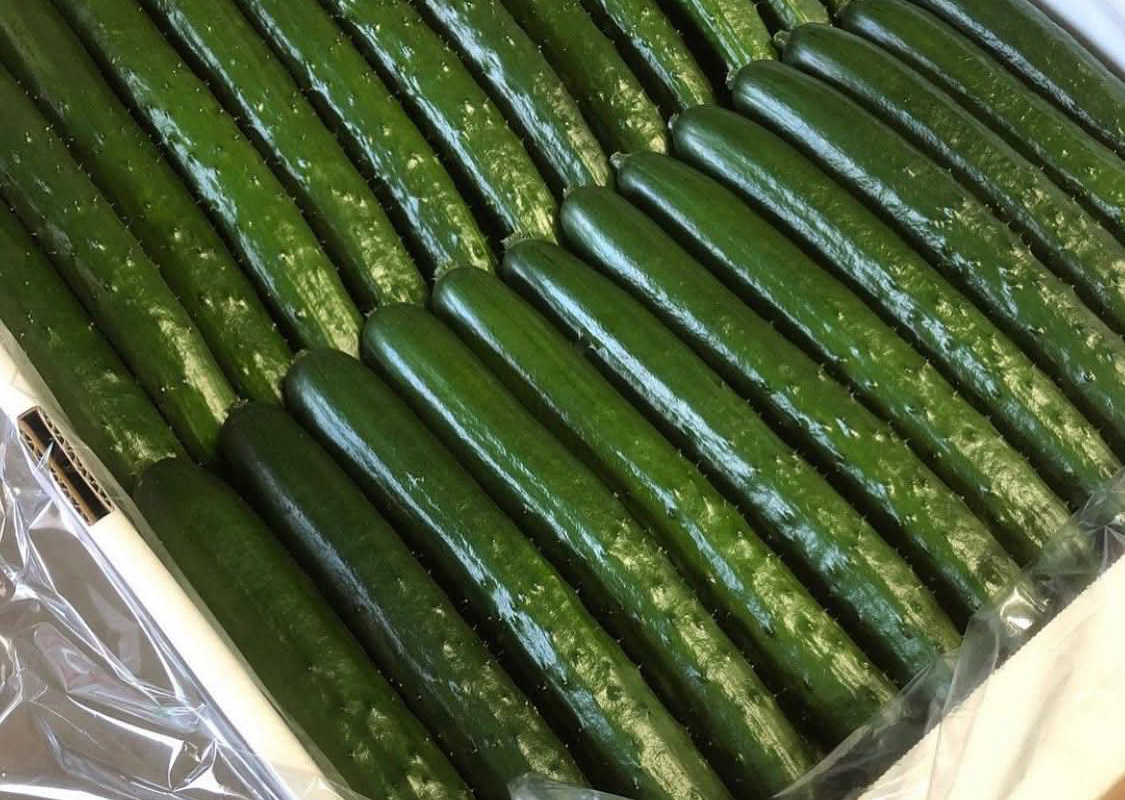 旬にこだわった杉田農園のきゅうり