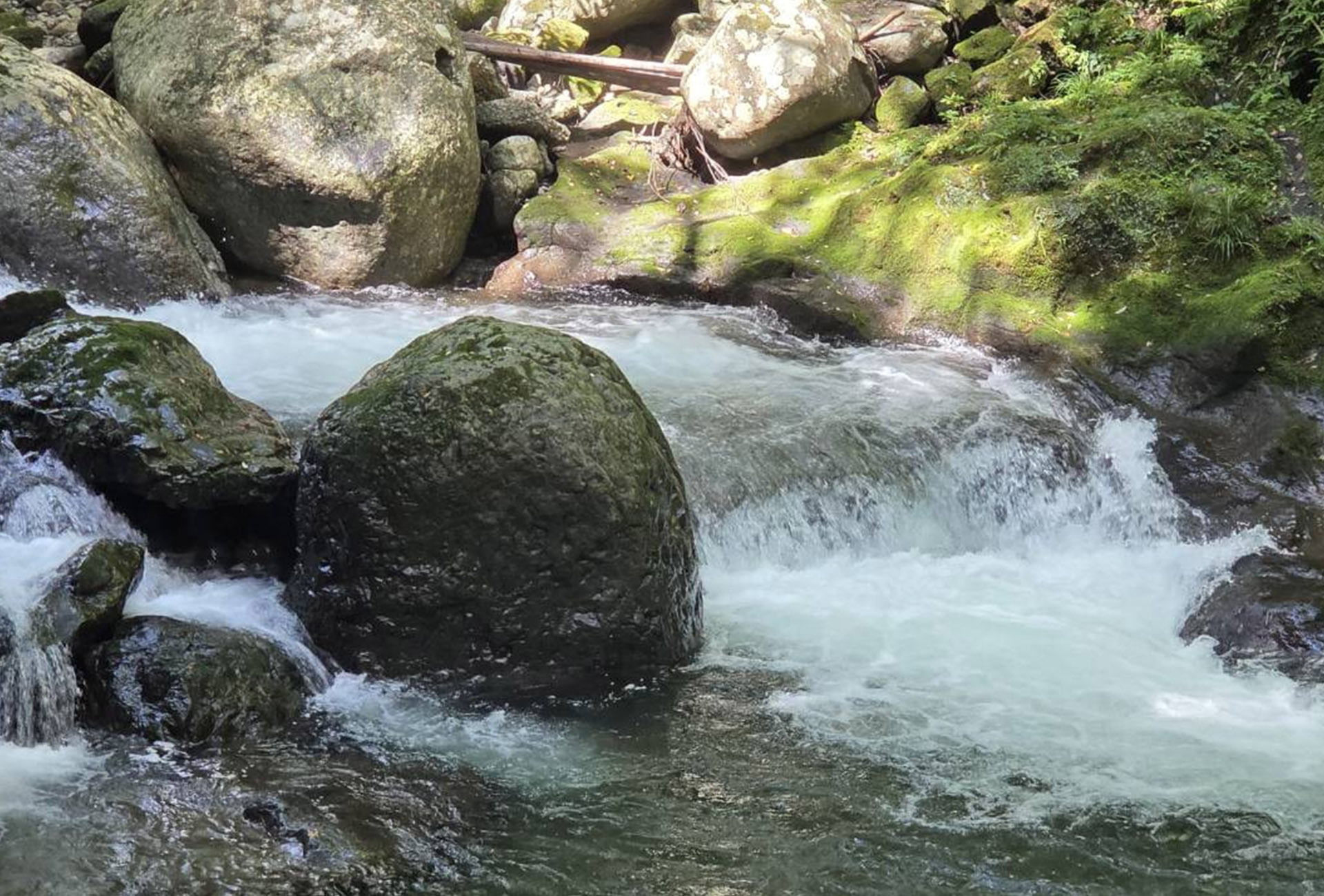 キュウリの声に応える水やり