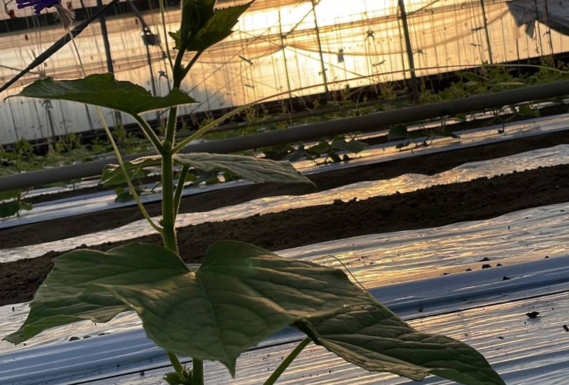 味を支える土づくり